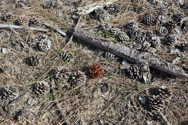 The image captures a close-up view of a forest floor, densely covered with numerous pinecones, dry pine needles, and fallen tree branches